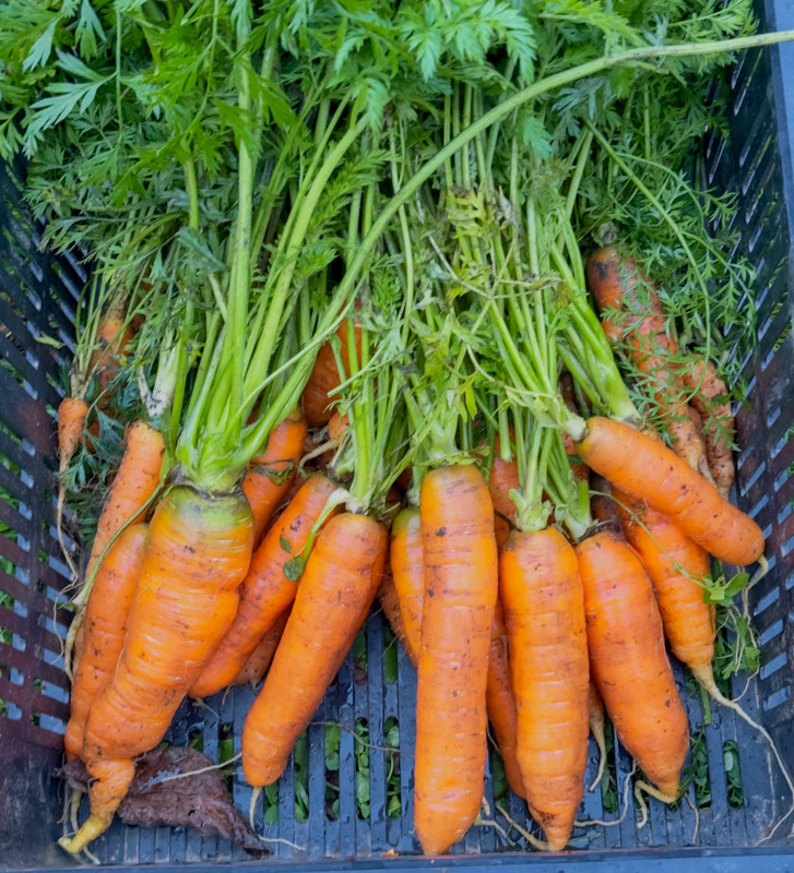 Nantese di Chioggia 2 | permasemínka