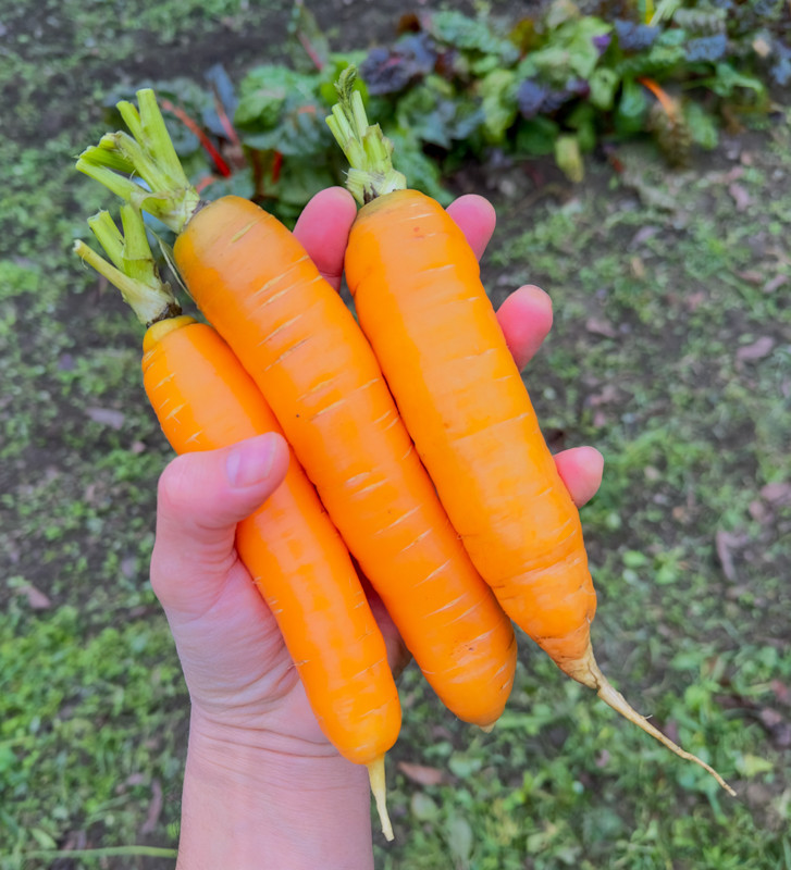 Nantese di Chioggia 2 | permasemínka