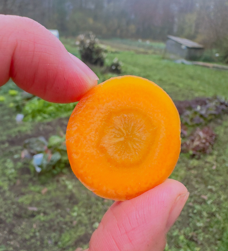 Nantese di Chioggia 2 | permasemínka