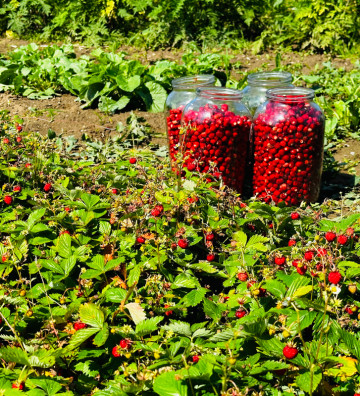 Jahodník lesní Korsika | fragaria vesca | PERMASEMÍNKA.CZ