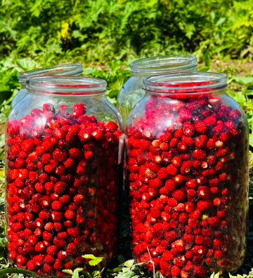 Jahodník lesní Korsika | fragaria vesca | PERMASEMÍNKA.CZ