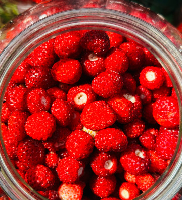 Jahodník lesní Korsika | fragaria vesca | PERMASEMÍNKA.CZ