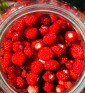 Jahodník lesní Korsika | fragaria vesca | PERMASEMÍNKA.CZ