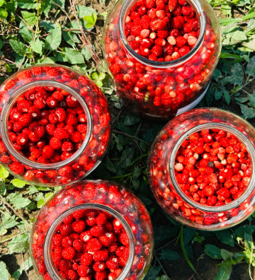 Jahodník lesní Korsika | fragaria vesca | PERMASEMÍNKA.CZ