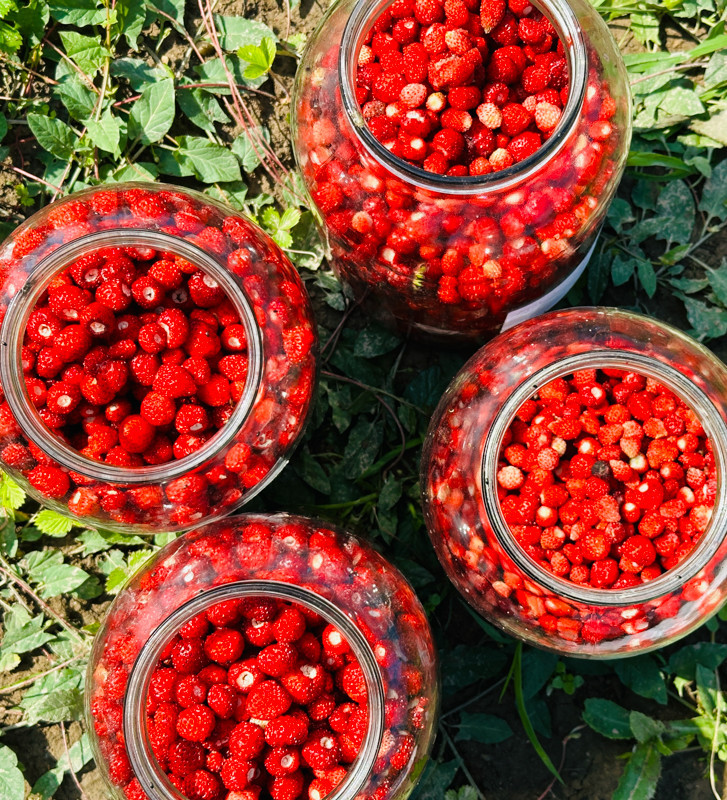 Jahodník lesní Korsika | fragaria vesca | PERMASEMÍNKA.CZ