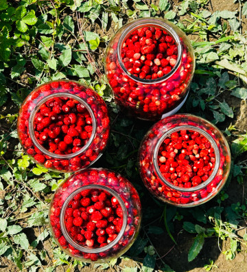 Jahodník lesní Korsika | fragaria vesca | PERMASEMÍNKA.CZ