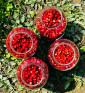 Jahodník lesní Korsika | fragaria vesca | PERMASEMÍNKA.CZ