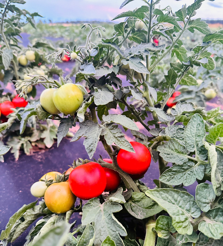 Bogus Fruchta | rajče balkonové | Permasemínka
