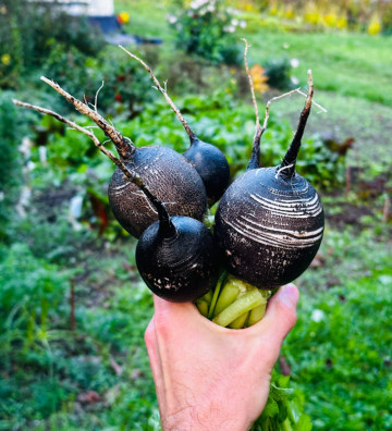 Kulatá černá | ředkev | PERMASEMÍNKA.CZ