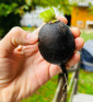 Kulatá černá | ředkev | PERMASEMÍNKA.CZ