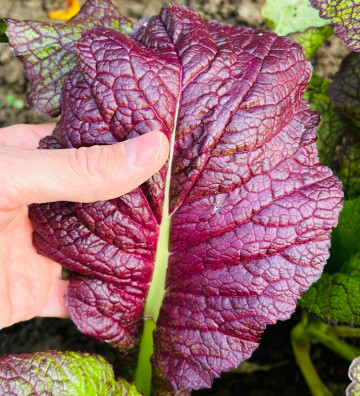 Red Giant | hořčice čínská | PERMASEMÍNKA.CZ