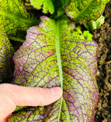 Red Giant | hořčice čínská | PERMASEMÍNKA.CZ