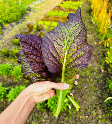 Red Giant | hořčice čínská | PERMASEMÍNKA.CZ