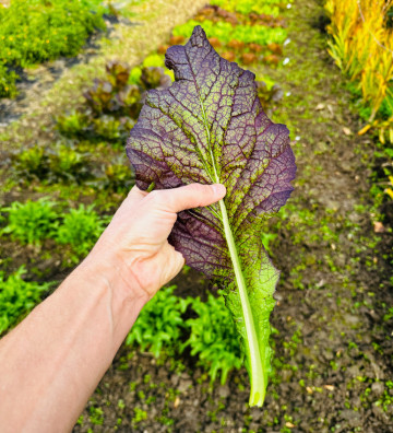 Red Giant | hořčice čínská | PERMASEMÍNKA.CZ