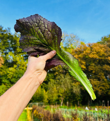 Red Giant | hořčice čínská | PERMASEMÍNKA.CZ