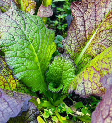 Red Giant | hořčice čínská | PERMASEMÍNKA.CZ