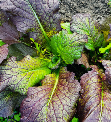 Red Giant | hořčice čínská | PERMASEMÍNKA.CZ