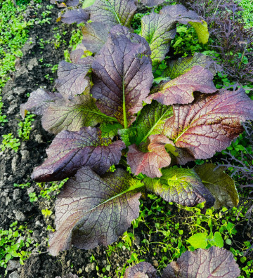 Red Giant | hořčice čínská | PERMASEMÍNKA.CZ