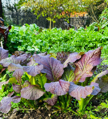 Red Giant | hořčice čínská | PERMASEMÍNKA.CZ