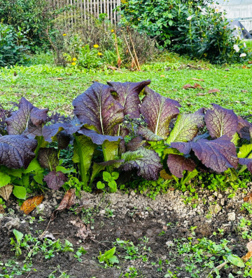 Red Giant | hořčice čínská | PERMASEMÍNKA.CZ
