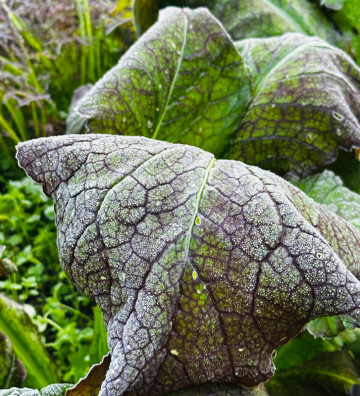 Red Giant | hořčice čínská | PERMASEMÍNKA.CZ