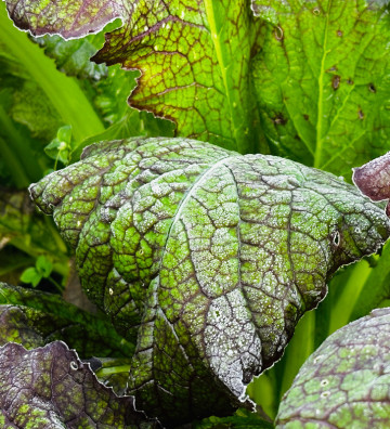 Red Giant | hořčice čínská | PERMASEMÍNKA.CZ