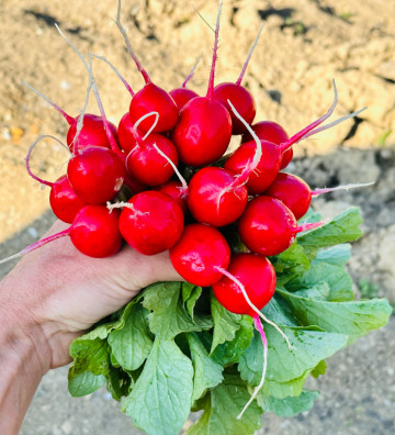 Rudi | ředkvička | PERMASEMÍNKA.CZ