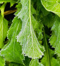 |Green in Snow| Listová zelenina | PERMASEMINKA.CZ