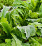|Green in Snow| Listová zelenina | PERMASEMINKA.CZ