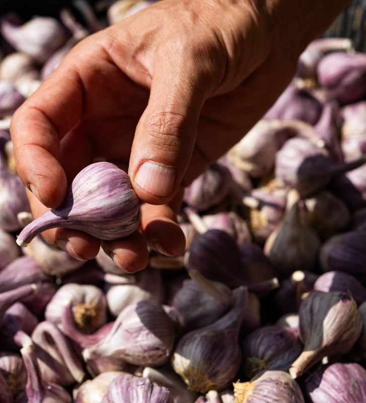 Severský paličák I česnek kuchyňský I allium sativum I stará odrůda  I permaseminka.cz