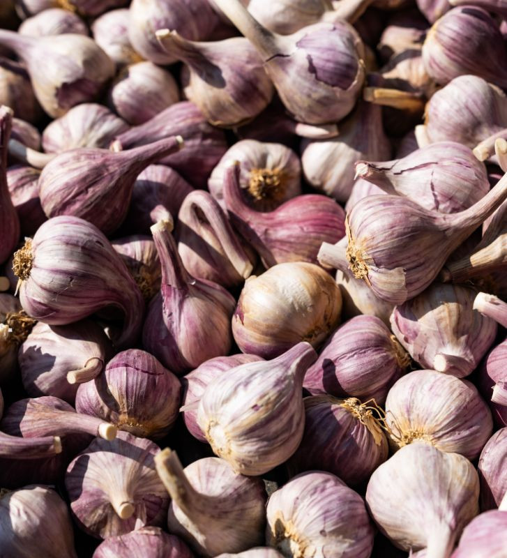 Severský paličák I česnek kuchyňský I allium sativum I stará odrůda  I permaseminka.cz
