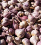 Severský paličák I česnek kuchyňský I allium sativum I stará odrůda  I permaseminka.cz
