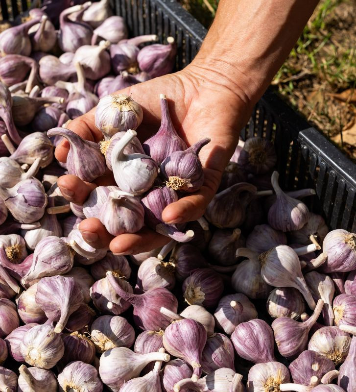 Severský paličák I česnek kuchyňský I allium sativum I stará odrůda  I permaseminka.cz