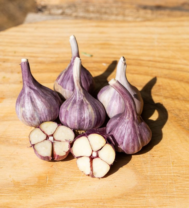 Severský paličák I česnek kuchyňský I allium sativum I stará odrůda  I permaseminka.cz