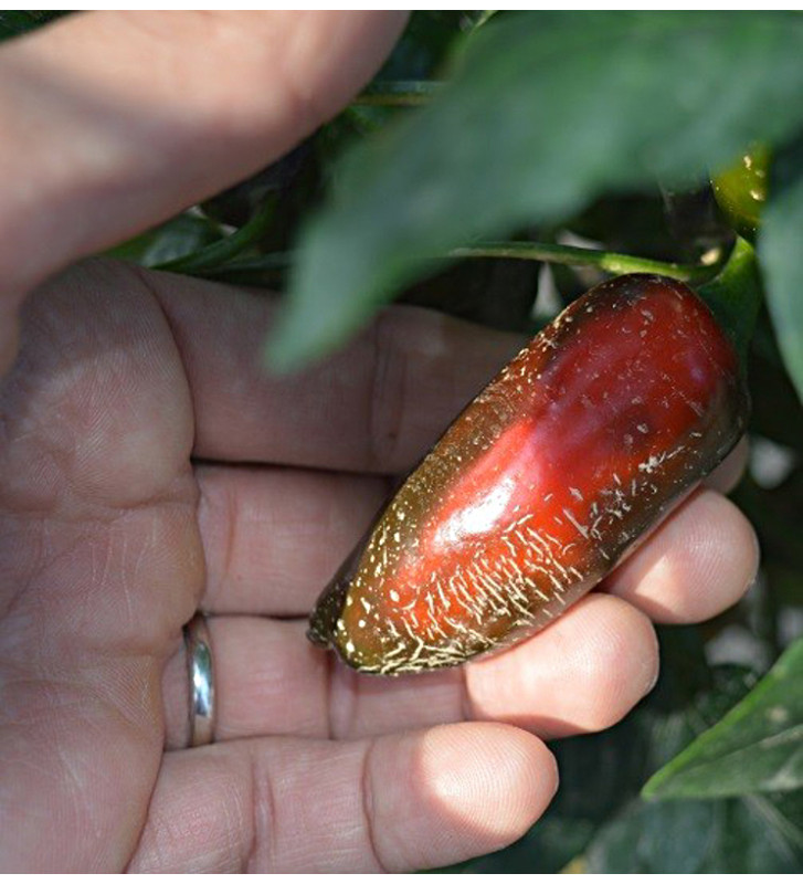 Jalapeňo