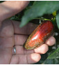 Jalapeňo