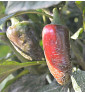 Jalapeňo