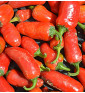 Jalapeňo