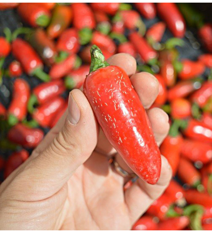 Jalapeňo