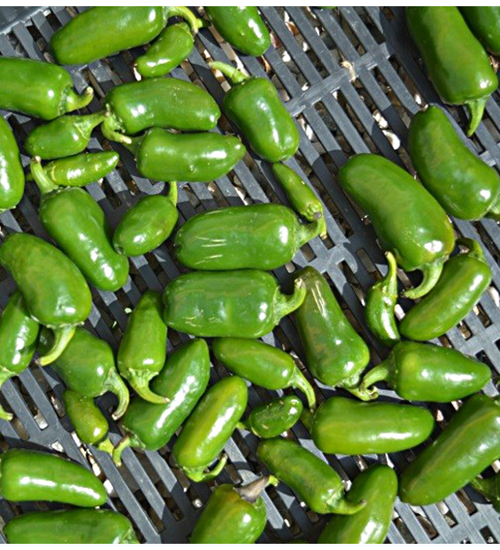 Jalapeňo