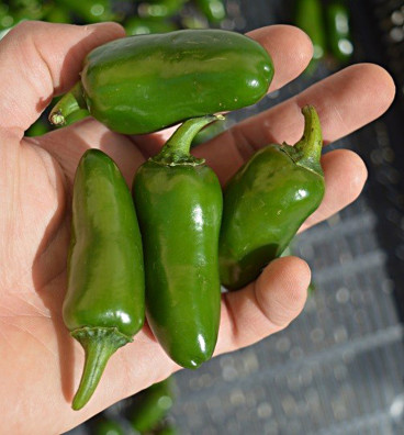Jalapeňo | paprika chilli | semena