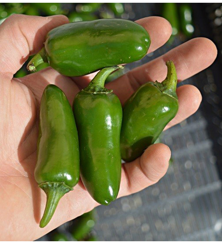 Jalapeňo