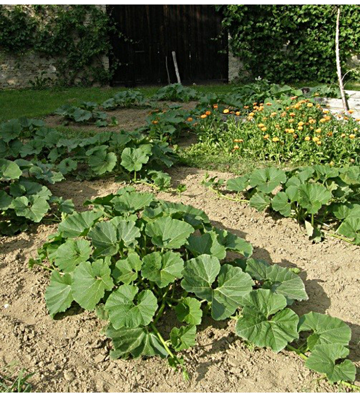 Sweet Meat Oregon Homestead | dýně | PERMASEMINKA.CZ