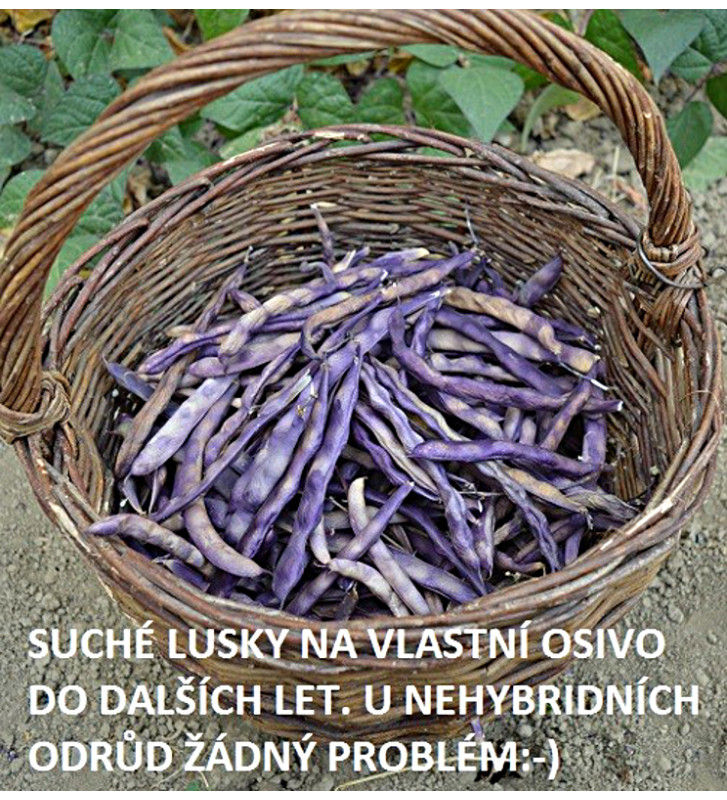 Blauhilde