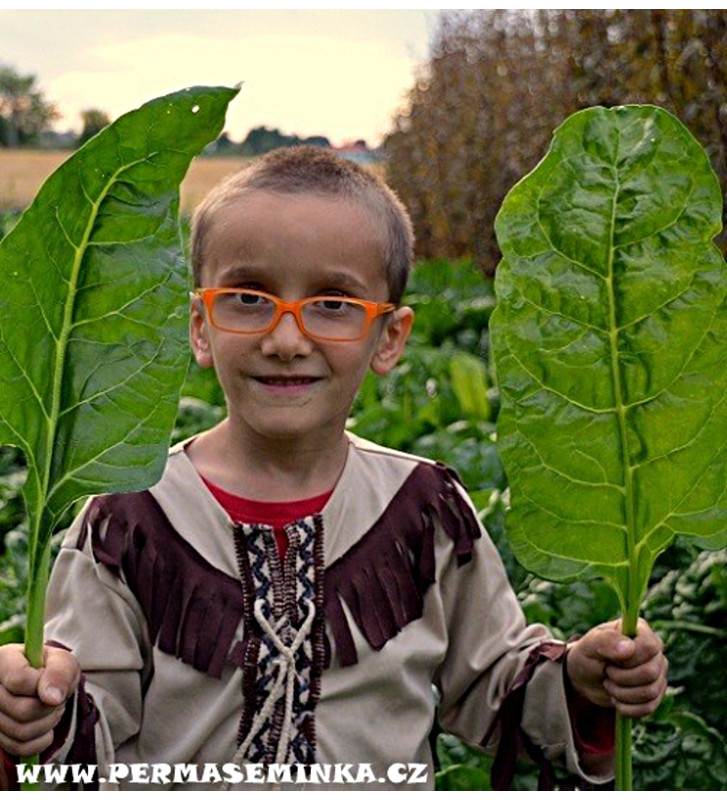 Mangold - Perpetual Spinach