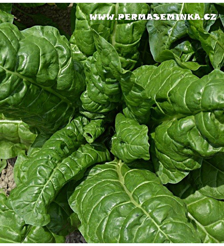 Mangold - Perpetual Spinach