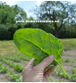 Mangold - Perpetual Spinach