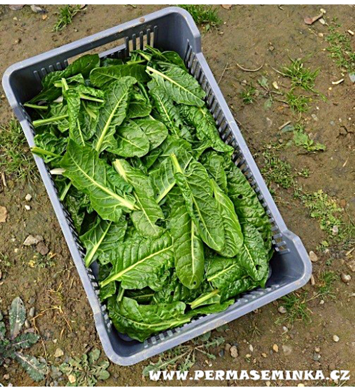 Mangold - Perpetual Spinach