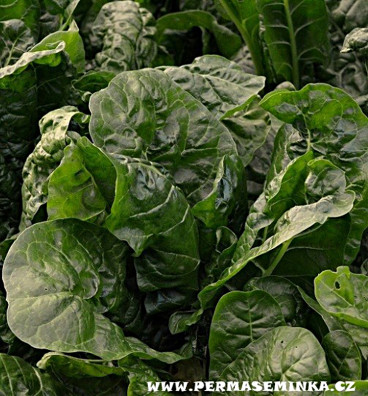 Mangold listový - perpetual spinach | semena