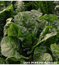 Mangold - Perpetual Spinach